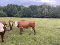 Bydło jałówki 50% Hereford