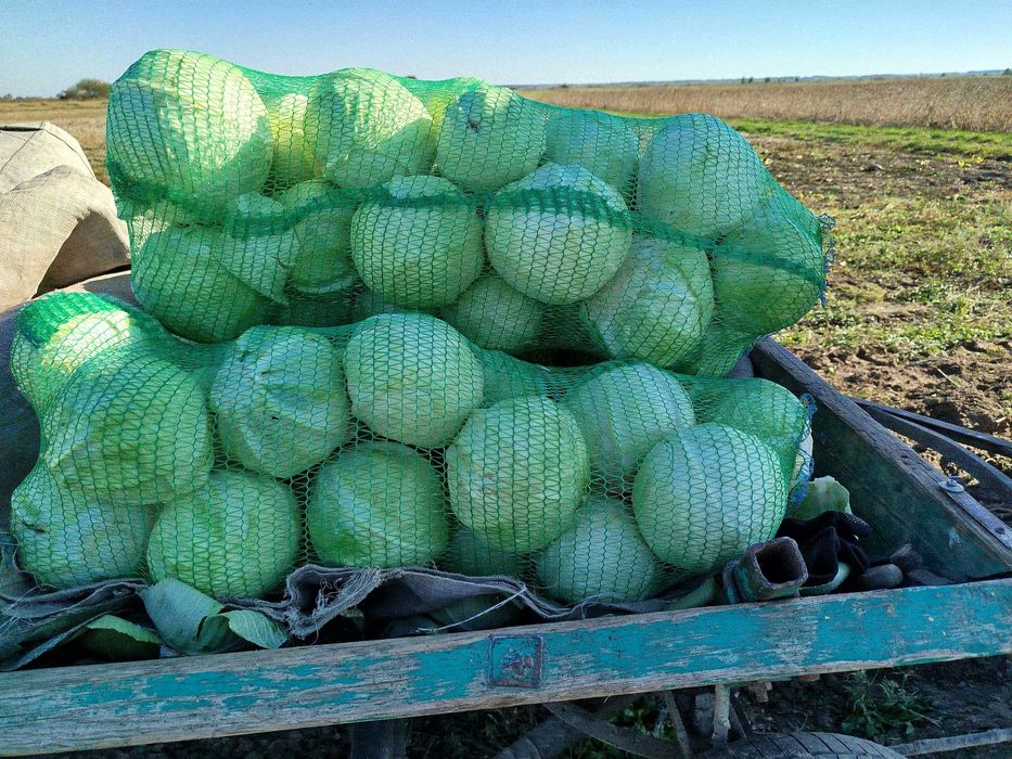 Капуста білокачанна