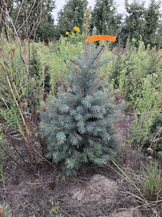 Świerk kłujący cięty 175-250 cm/ w donicy 60-180 cm/ TuChoinki.pl