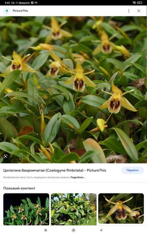 Орхідея целогіна фімбріата coelogyna fimbriata