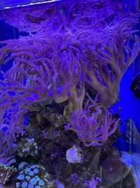Продам корал синулярия