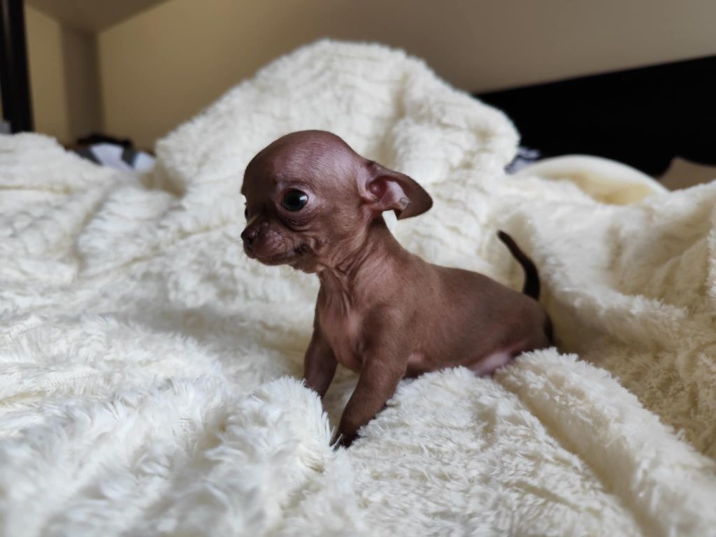 Mini Czekoladowa  dziewczynka chihuahua
