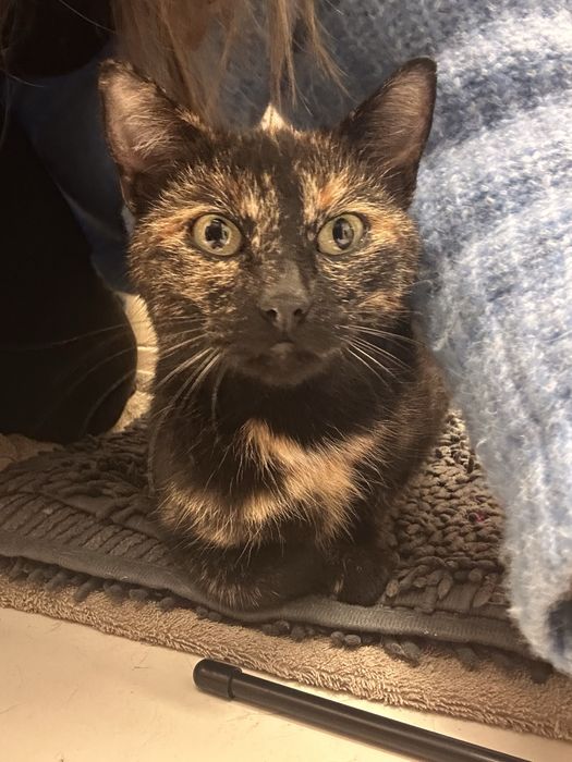 Piękna młoda kocica szuka domu