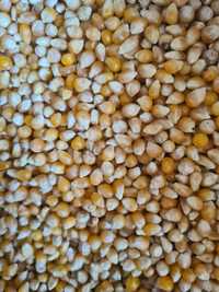 Kukurydza popcorn 25 kg