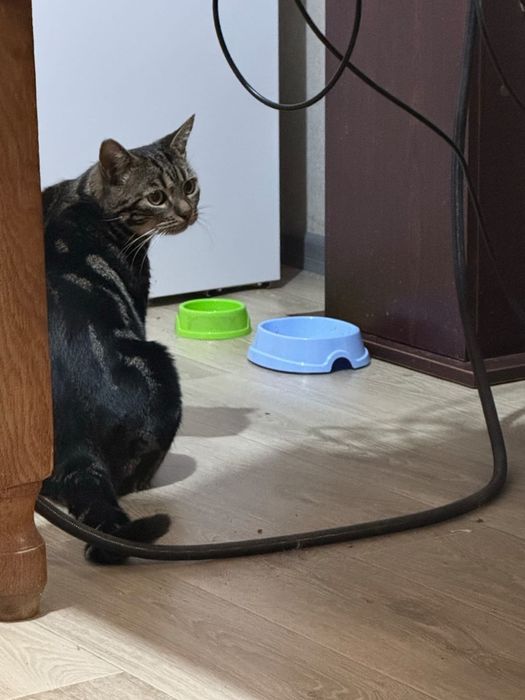 Длпоможіть знайти котика