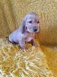 suczka Cocker Spaniel Angielski