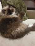 Słodkie kotki rasy Ragdoll