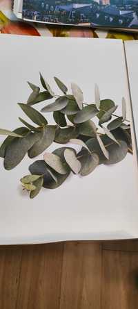 Plakat Artoria Grüner Eukaliptus