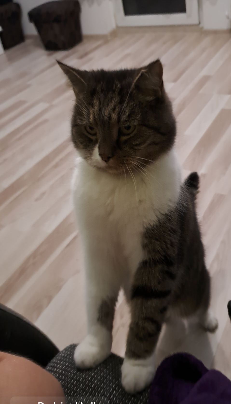 Kotek do adopcji.