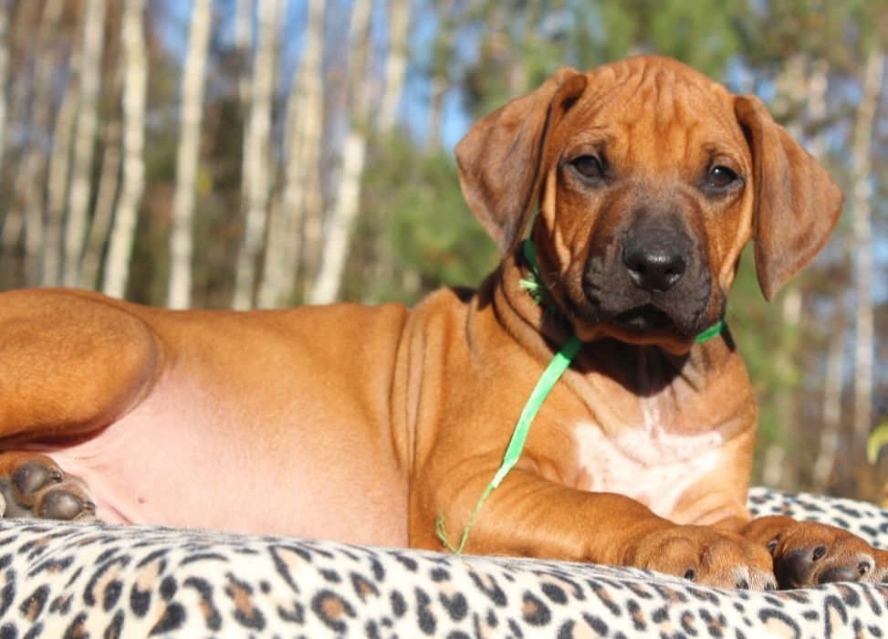 Rhodesian Ridgeback-uroczy chłopak