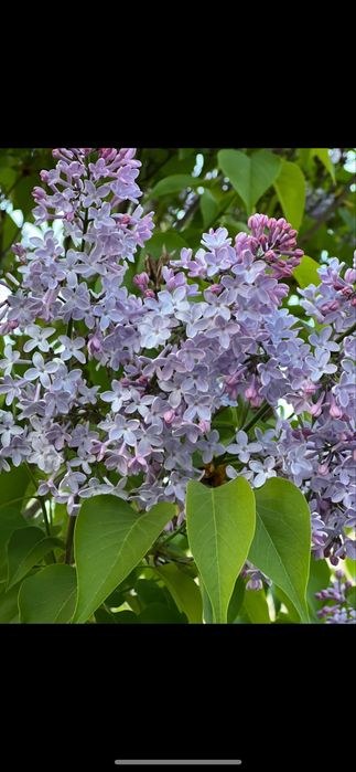 Bez lilak drzewko 150-180 cm