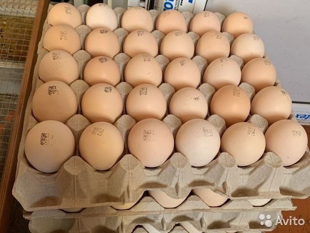 Яйца инкубационные Кобб 500