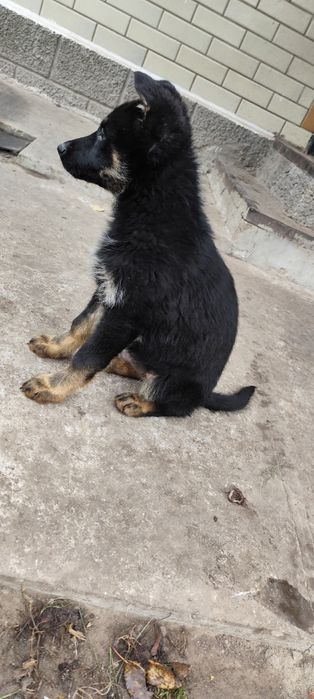 Цуценя Німецької Вівчарки