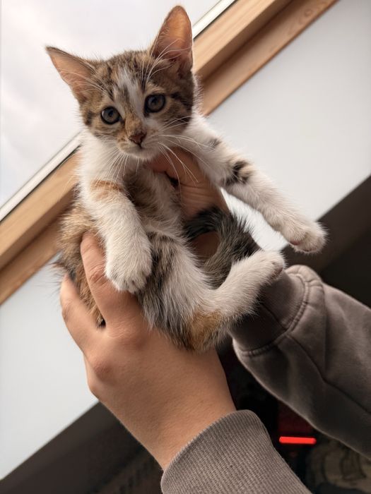 Oddam 3 miesięczną kotke