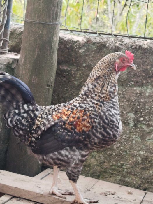 Galo nascido de ovos azuis