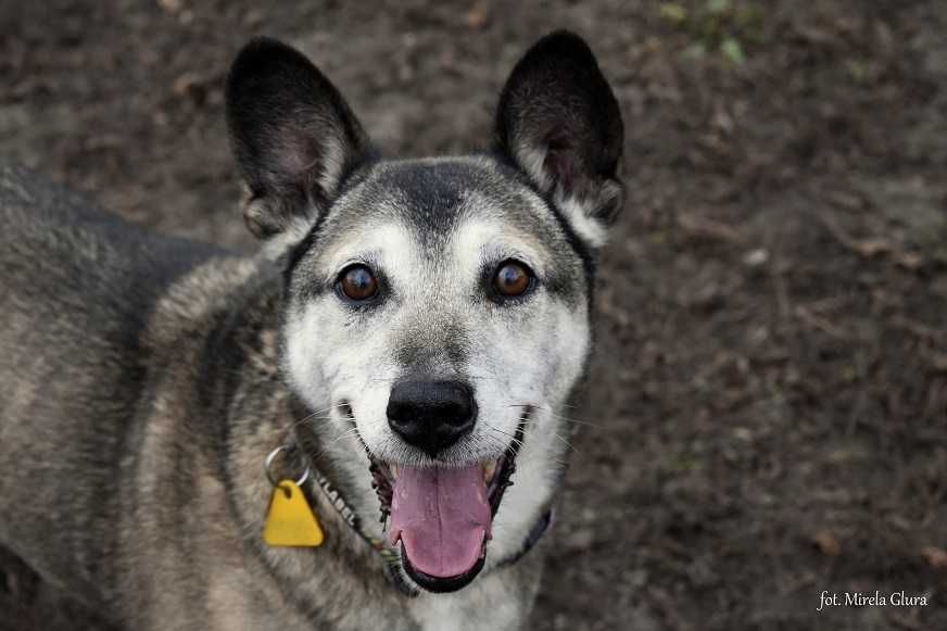 Spajk - uwielbiający spacery starszy kawaler szuka domu - 0053/22