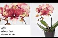 Орхідея квіти орхидея
