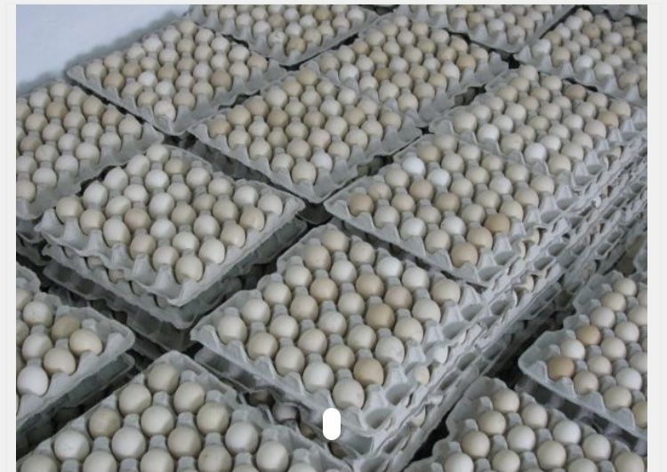 І/я бройлер РОС-308