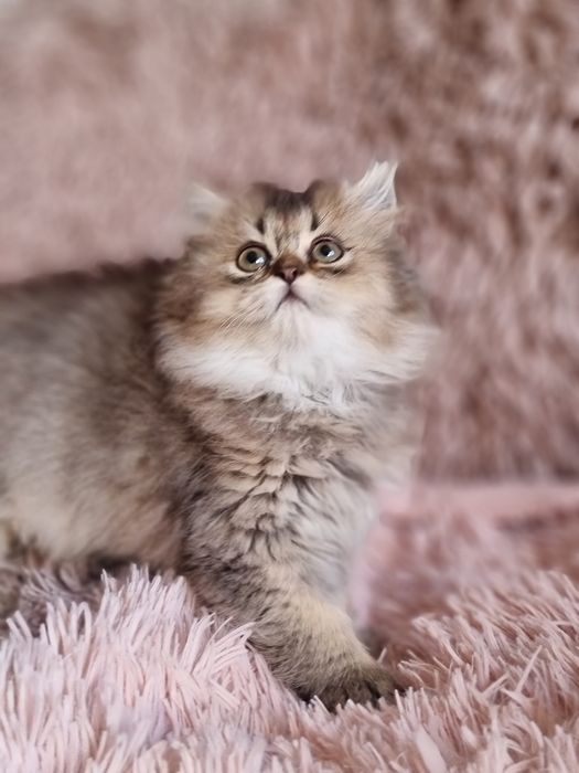 Kotka dziewczynka brytyjczyk