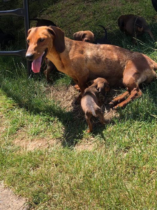 Чистокровний хлопчик такси.