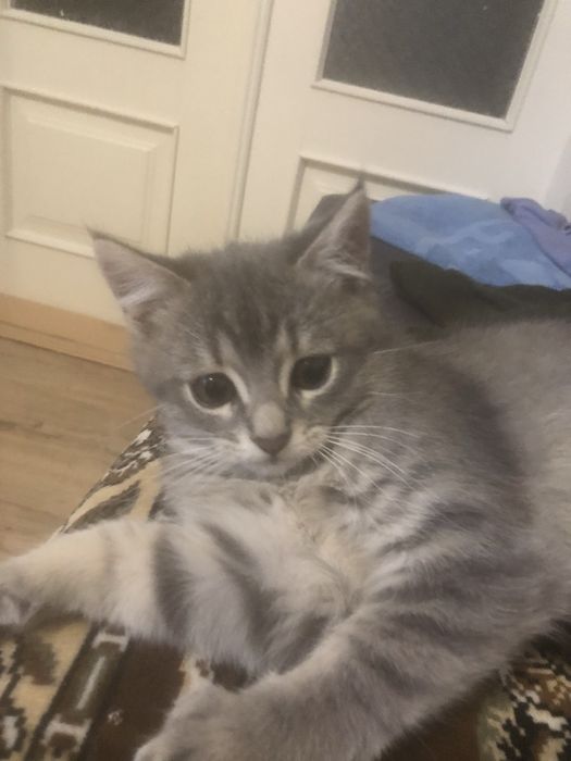 Кошенята в добрі руки