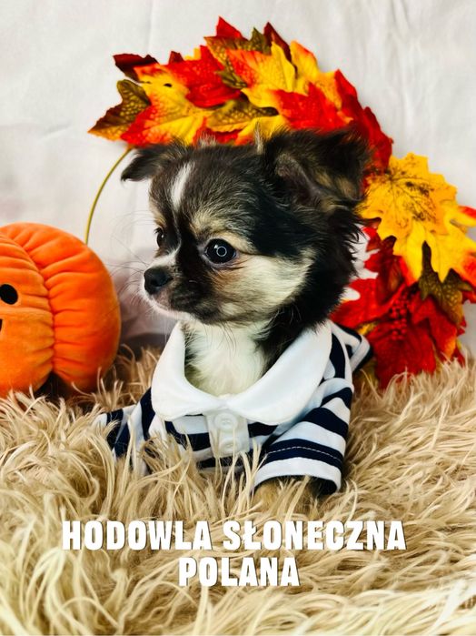 Chihuaua Piesek z Rodowodem