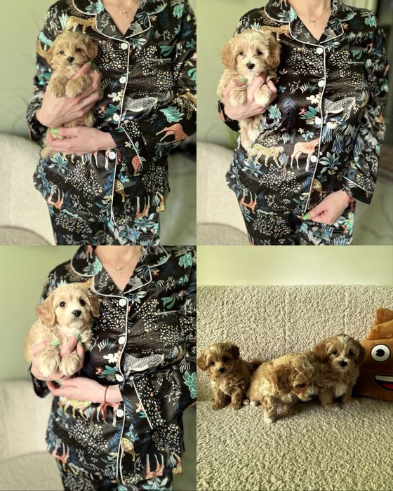 Мальтіпу F1 дівчата і хлопчик. Ціна реальна