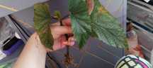 begonia szczyt ciety z korzonkami