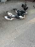 Patos mudos caseiros