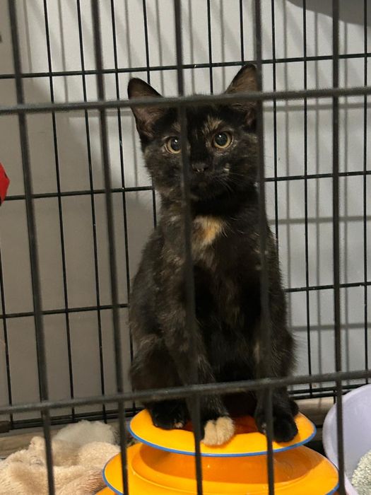 Gumka - szylkretowa kotka BARDZO potrzebuje domu.