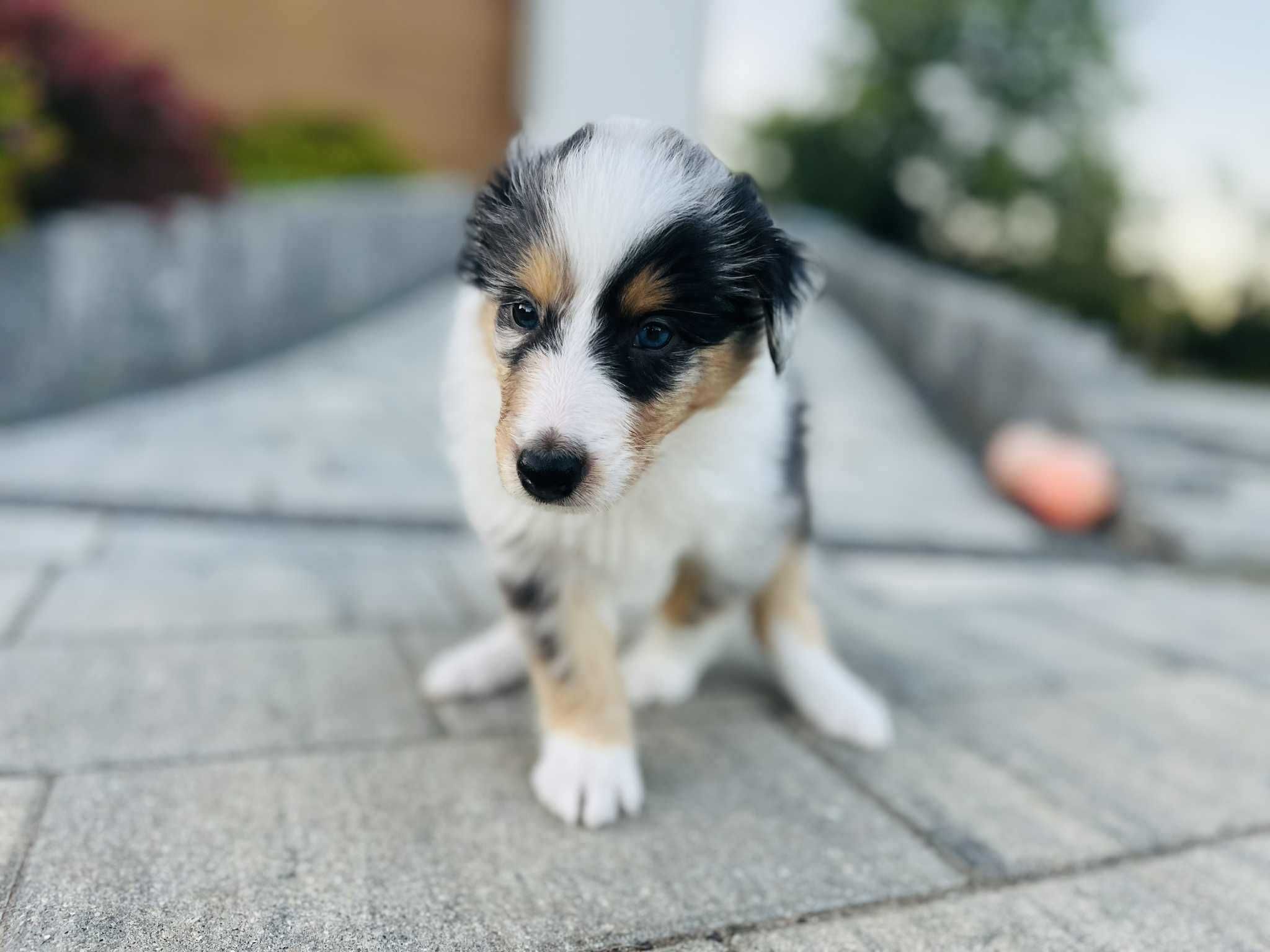 Szczeniak suczka Owczarek szkocki długowłosy - Collie (rezerwacja)