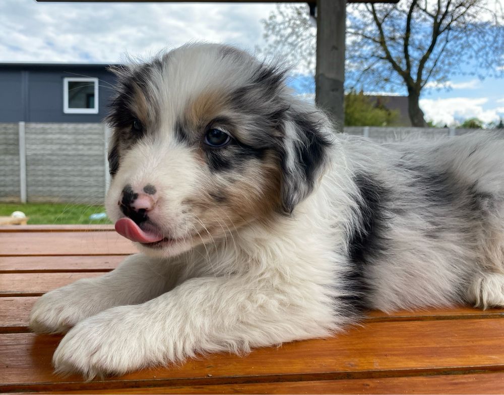 Owczarek austarlijski blue merle