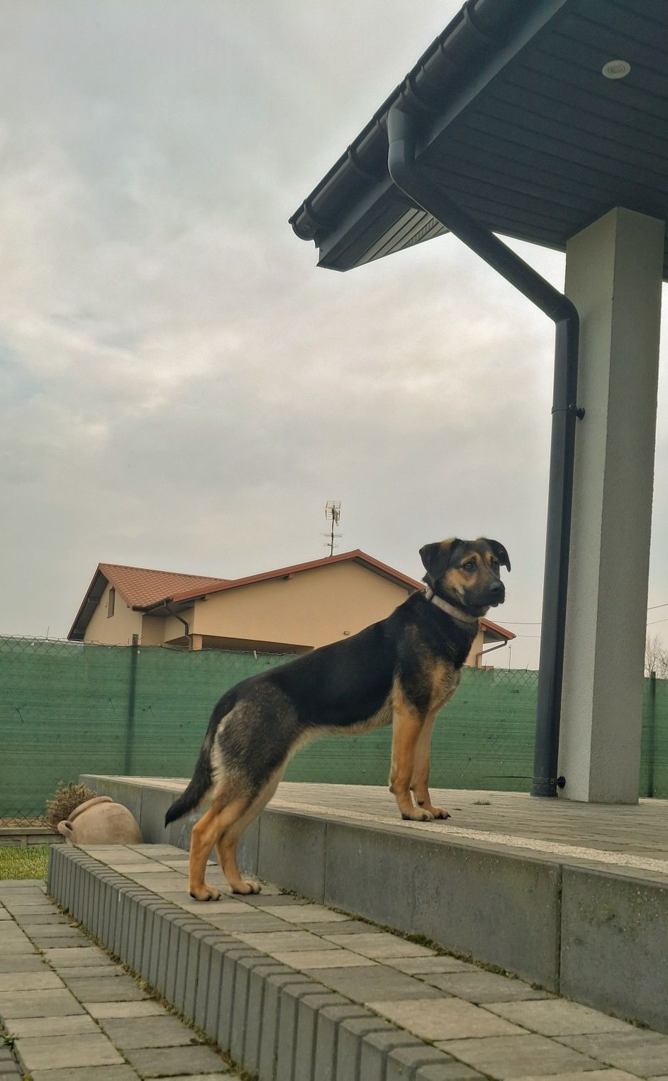 Malinka poleca się do adopcji