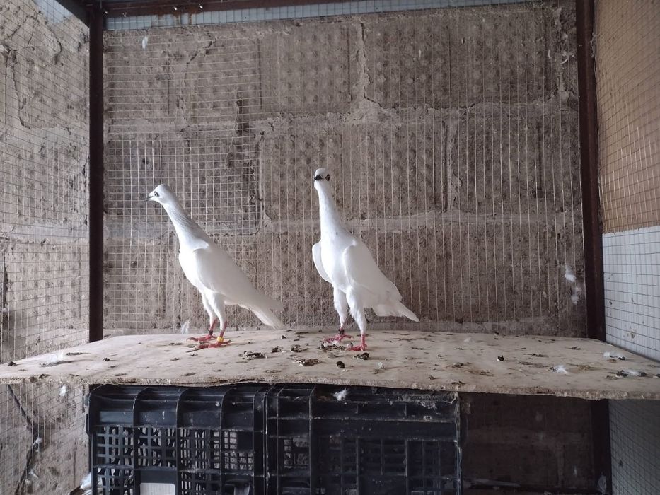 Srebrniaki gołębie