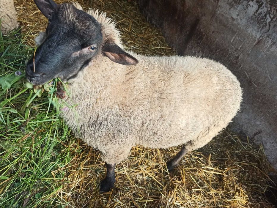 Tryk czarnogłówka -ostatnie 2 szt!