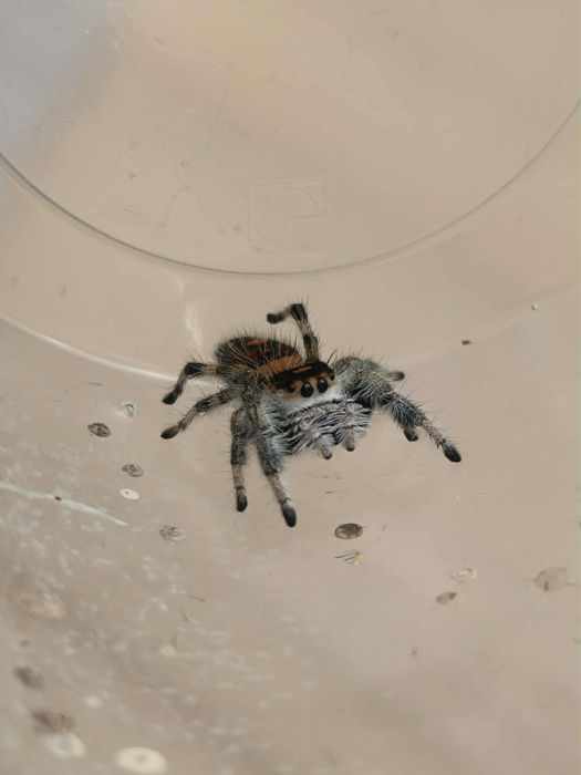 skakun królewski - Phidippus regius Everglades - samice