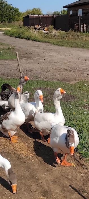 Продам гусей 1200 гр.