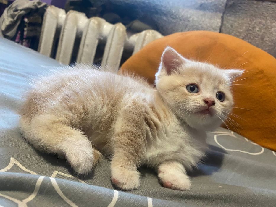 Кошеня шотланська