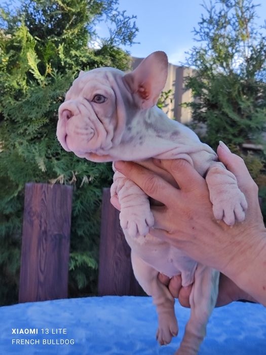 Красотка французький бульдог Нью шейд мерлле.