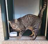 Gato meiguinho castrado para adoção
