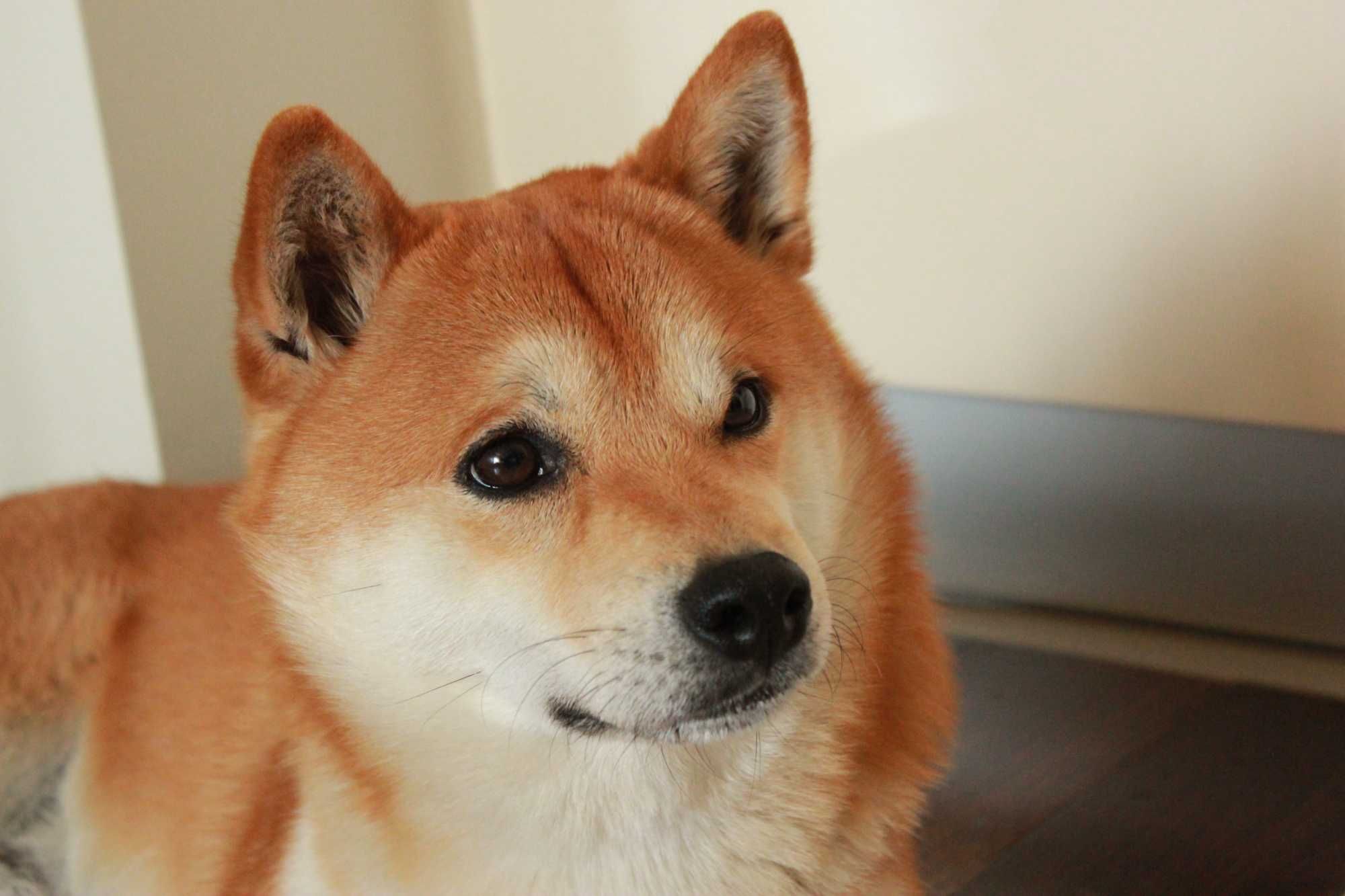 Кобель для в'язки Shiba Inu, Шиба Іну.