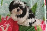 Shih Tzu puchaty szczeniak