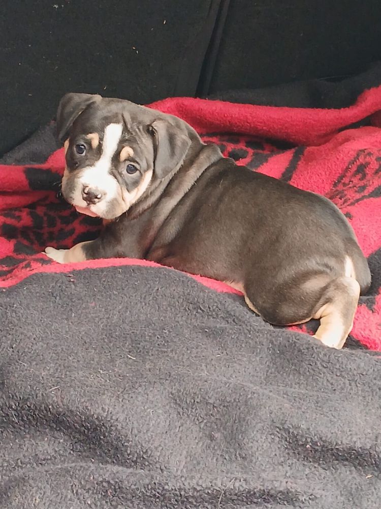 Amstaff śliczny piesek