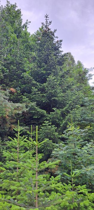 Jodła kaukaska polska plantacja
