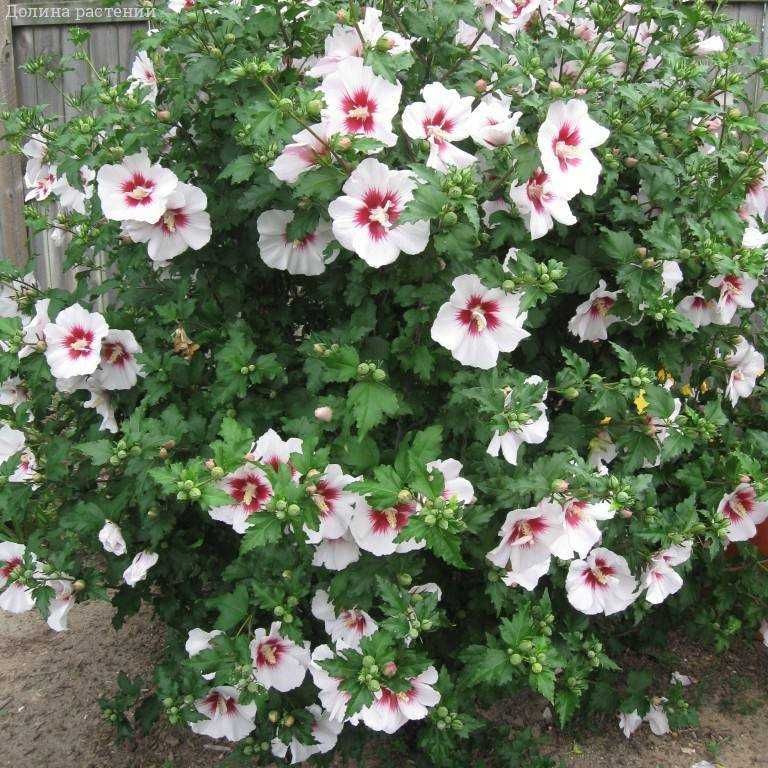 Hibiscus syriacus, Гібіскус сірійський