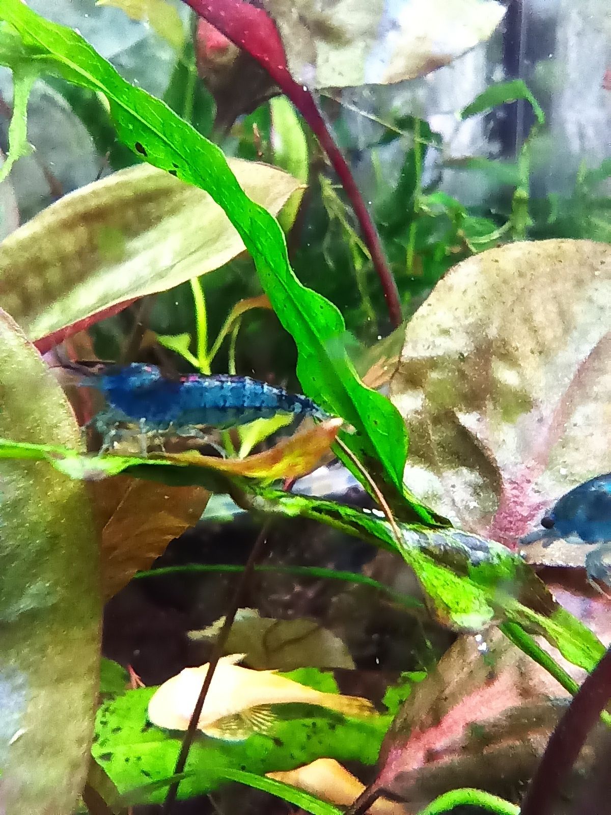 Krewetki blue velvet