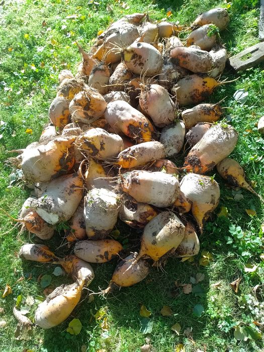 Buraki pastewne żółte