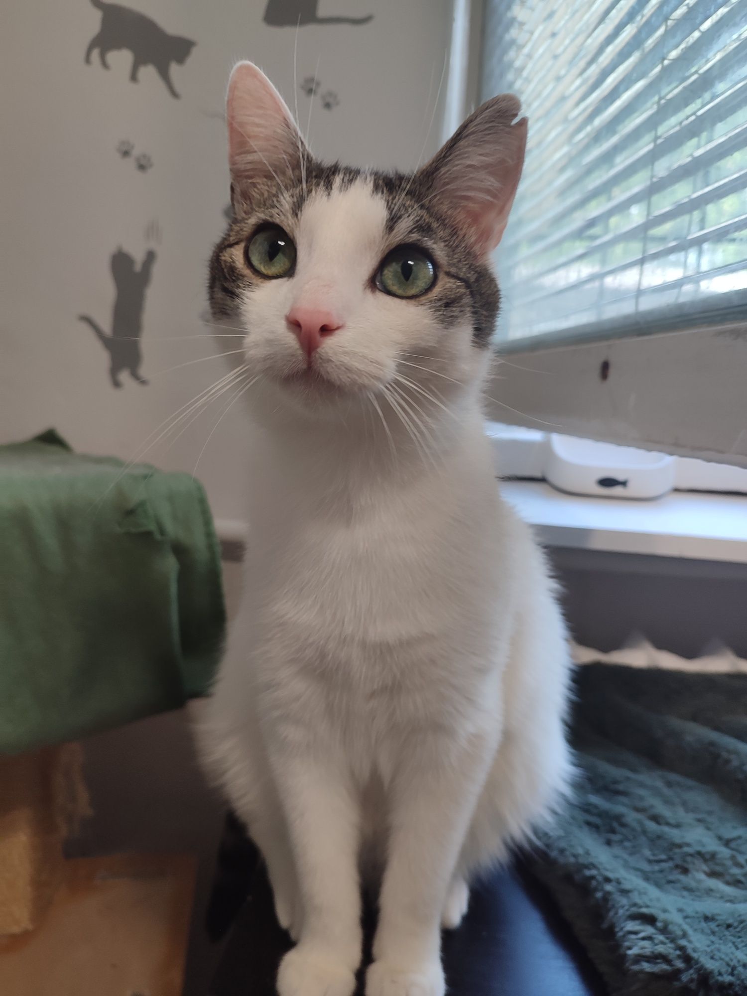 Cudowne kocie rodzeństwo do adopcji