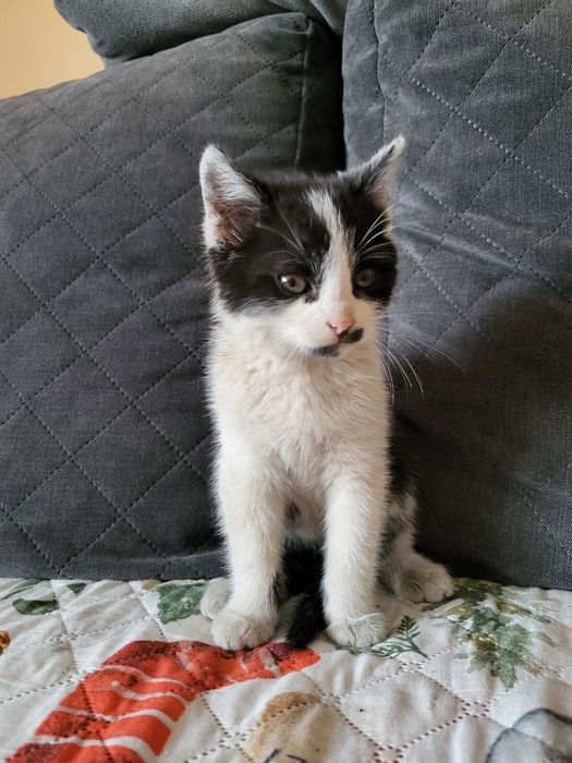 Oddam kotki za darmo