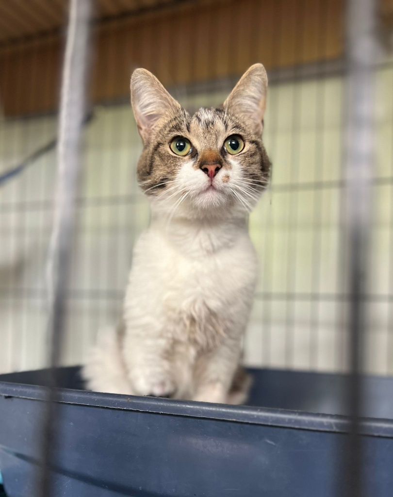 Towarzyski kocurek do adopcji